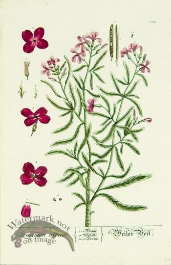 Blackwell German 133